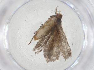  ( - CBG-A08838-G04)  @11 [ ] CreativeCommons - Attribution Share - Alike (2023) Centre for Biodiversity Genomics Centre for Biodiversity Genomics