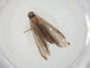  ( - CBG-A08840-G06)  @11 [ ] CreativeCommons - Attribution Share - Alike (2023) Centre for Biodiversity Genomics Centre for Biodiversity Genomics