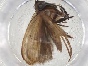  ( - CBG-A09879-C06)  @11 [ ] CreativeCommons - Attribution Share - Alike (2023) Centre for Biodiversity Genomics Centre for Biodiversity Genomics