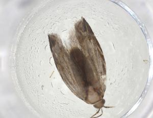  (gelMalaise01 Malaise4376 - CBG-A09879-H04)  @11 [ ] CreativeCommons - Attribution Share - Alike (2023) Centre for Biodiversity Genomics Centre for Biodiversity Genomics