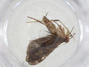  (gelMalaise01 Malaise9541 - CBG-A09880-F02)  @11 [ ] CreativeCommons - Attribution Share - Alike (2023) Centre for Biodiversity Genomics Centre for Biodiversity Genomics