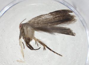  ( - CBG-A09880-G08)  @11 [ ] CreativeCommons - Attribution Share - Alike (2023) Centre for Biodiversity Genomics Centre for Biodiversity Genomics