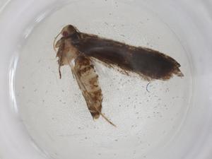  ( - CBG-A09893-A02)  @11 [ ] CreativeCommons - Attribution Share - Alike (2023) Centre for Biodiversity Genomics Centre for Biodiversity Genomics