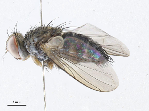  (Anisia Malaise5799 - CBG-A10806-E07)  @11 [ ] CreativeCommons - Attribution Share-Alike (2023) CBG Photography Group Centre for Biodiversity Genomics