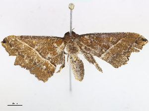  ( - CBG-A10806-G05)  @11 [ ] CreativeCommons - Attribution Share-Alike (2023) CBG Photography Group Centre for Biodiversity Genomics