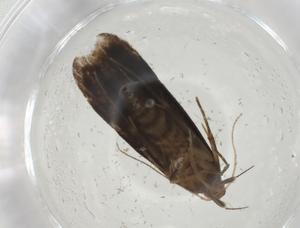  ( - CBG-A11264-F05)  @11 [ ] CreativeCommons - Attribution Share - Alike (2023) Centre for Biodiversity Genomics Centre for Biodiversity Genomics