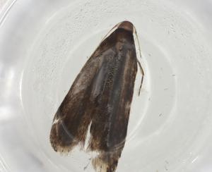  ( - CBG-A11264-G02)  @11 [ ] CreativeCommons - Attribution Share - Alike (2023) Centre for Biodiversity Genomics Centre for Biodiversity Genomics