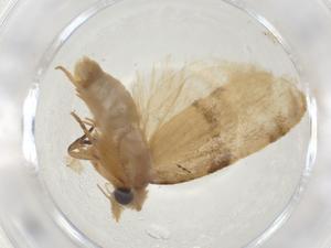  ( - CBG-A11264-G10)  @11 [ ] CreativeCommons - Attribution Share - Alike (2023) Centre for Biodiversity Genomics Centre for Biodiversity Genomics