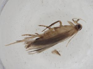  ( - CBG-A11271-C10)  @11 [ ] CreativeCommons - Attribution Share - Alike (2023) Centre for Biodiversity Genomics Centre for Biodiversity Genomics