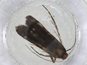  (gelMalaise01 Malaise3490 - CBG-A11277-E06)  @11 [ ] CreativeCommons - Attribution Share - Alike (2023) Centre for Biodiversity Genomics Centre for Biodiversity Genomics