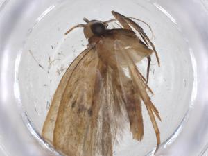  ( - CBG-A15441-D11)  @11 [ ] CreativeCommons - Attribution Share - Alike (2023) Centre for Biodiversity Genomics Centre for Biodiversity Genomics