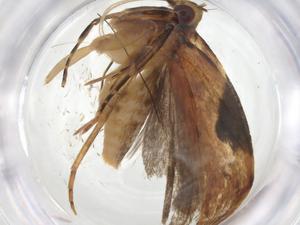  (gelMalaise01 Malaise9402 - CBG-A15442-E01)  @11 [ ] CreativeCommons - Attribution Share - Alike (2023) Centre for Biodiversity Genomics Centre for Biodiversity Genomics