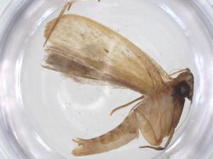  ( - CBG-A15455-E03)  @11 [ ] CreativeCommons - Attribution Share - Alike (2023) Centre for Biodiversity Genomics Centre for Biodiversity Genomics