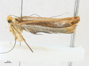  ( - CBG-A16688-E09)  @11 [ ] CreativeCommons - Attribution Share - Alike (2023) CBG Photography Group Centre for Biodiversity Genomics