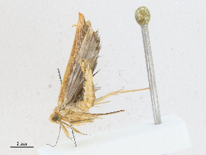  ( - CBG-A16688-F04)  @11 [ ] CreativeCommons - Attribution Share - Alike (2023) CBG Photography Group Centre for Biodiversity Genomics