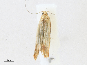  (gelMalaise01 Malaise0925 - CBG-A16688-F09)  @11 [ ] CreativeCommons - Attribution Share - Alike (2023) CBG Photography Group Centre for Biodiversity Genomics