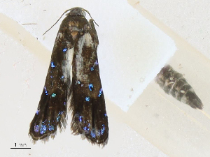  (gelMalaise01 Malaise1472 - CBG-A16689-C03)  @11 [ ] CreativeCommons - Attribution Share - Alike (2023) CBG Photography Group Centre for Biodiversity Genomics