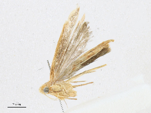  ( - CBG-A16689-C08)  @11 [ ] CreativeCommons - Attribution Share - Alike (2023) CBG Photography Group Centre for Biodiversity Genomics