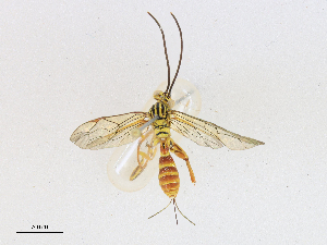  ( - CBG-A16689-F02)  @11 [ ] CreativeCommons - Attribution Share - Alike (2023) CBG Photography Group Centre for Biodiversity Genomics