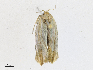  (Antaeotricha Malaise6300 - CBG-A16690-A02)  @11 [ ] CreativeCommons - Attribution Share - Alike (2023) CBG Photography Group Centre for Biodiversity Genomics