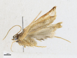  (gelMalaise01 Malaise5366 - CBG-A16690-B03)  @11 [ ] CreativeCommons - Attribution Share - Alike (2023) CBG Photography Group Centre for Biodiversity Genomics