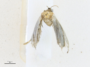  ( - CBG-A16690-C01)  @11 [ ] CreativeCommons - Attribution Share - Alike (2023) CBG Photography Group Centre for Biodiversity Genomics