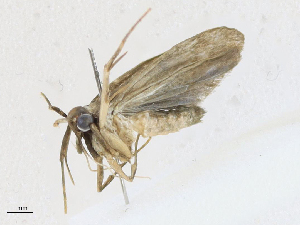  (gelMalaise01 Malaise9612 - CBG-A16690-C02)  @11 [ ] CreativeCommons - Attribution Share - Alike (2023) CBG Photography Group Centre for Biodiversity Genomics