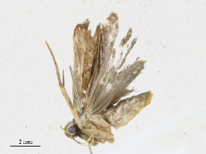  (Dichomeris Malaise7096 - CBG-A16690-C06)  @11 [ ] CreativeCommons - Attribution Share - Alike (2023) CBG Photography Group Centre for Biodiversity Genomics