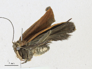  ( - CBG-A16690-E08)  @11 [ ] CreativeCommons - Attribution Share - Alike (2023) CBG Photography Group Centre for Biodiversity Genomics