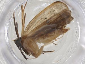  ( - CBG-A17406-E04)  @11 [ ] CreativeCommons - Attribution Share - Alike (2023) Centre for Biodiversity Genomics Centre for Biodiversity Genomics