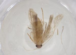  (gelMalaise01 malaise7111 - CBG-A17407-B03)  @11 [ ] CreativeCommons - Attribution Share - Alike (2023) Centre for Biodiversity Genomics Centre for Biodiversity Genomics