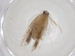  ( - CBG-A17407-C04)  @11 [ ] CreativeCommons - Attribution Share - Alike (2023) Centre for Biodiversity Genomics Centre for Biodiversity Genomics