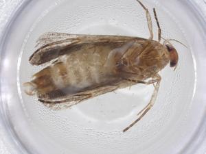  ( - CBG-A17419-E03)  @11 [ ] CreativeCommons - Attribution Share - Alike (2023) Centre for Biodiversity Genomics Centre for Biodiversity Genomics