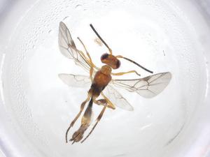  (Trathala Malaise5716 - CBG-A17419-F01)  @11 [ ] CreativeCommons - Attribution Share - Alike (2023) Centre for Biodiversity Genomics Centre for Biodiversity Genomics