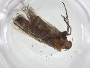  (gelMalaise01 Malaise5429 - CBG-A17420-B12)  @11 [ ] CreativeCommons - Attribution Share - Alike (2023) Centre for Biodiversity Genomics Centre for Biodiversity Genomics