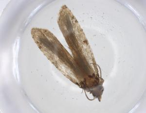  (tortMalaise01 Malaise8606 - CBG-A18737-D04)  @11 [ ] CreativeCommons - Attribution Share - Alike (2023) Centre for Biodiversity Genomics Centre for Biodiversity Genomics