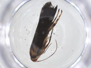  ( - CBG-A18737-G11)  @11 [ ] CreativeCommons - Attribution Share - Alike (2023) Centre for Biodiversity Genomics Centre for Biodiversity Genomics