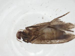  (gelMalaise01 Malaise7142 - CBG-A18741-A01)  @11 [ ] CreativeCommons - Attribution Share - Alike (2023) Centre for Biodiversity Genomics Centre for Biodiversity Genomics