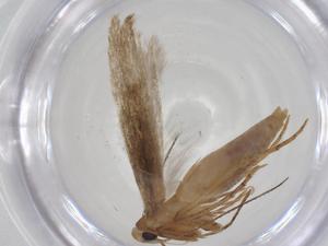  ( - CBG-A18741-E10)  @11 [ ] CreativeCommons - Attribution Share - Alike (2023) Centre for Biodiversity Genomics Centre for Biodiversity Genomics