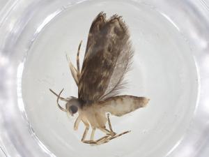  ( - CBG-A18751-G08)  @11 [ ] CreativeCommons - Attribution Share - Alike (2023) Centre for Biodiversity Genomics Centre for Biodiversity Genomics