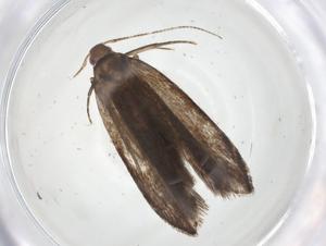  ( - CBG-A18751-H05)  @11 [ ] CreativeCommons - Attribution Share - Alike (2023) Centre for Biodiversity Genomics Centre for Biodiversity Genomics