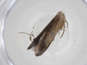  ( - CBG-A18752-E05)  @11 [ ] CreativeCommons - Attribution Share - Alike (2023) Centre for Biodiversity Genomics Centre for Biodiversity Genomics