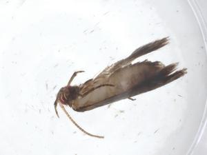  (gelMalaise01 Malaise9288 - CBG-A18757-A01)  @11 [ ] CreativeCommons - Attribution Share - Alike (2023) Centre for Biodiversity Genomics Centre for Biodiversity Genomics