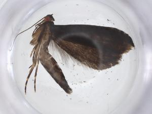  ( - CBG-A18757-A06)  @11 [ ] CreativeCommons - Attribution Share - Alike (2023) Centre for Biodiversity Genomics Centre for Biodiversity Genomics