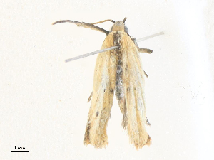  ( - CBG-A34316-C01)  @11 [ ] CreativeCommons - Attribution Share - Alike (2024) CBG Photography Group Centre for Biodiversity Genomics