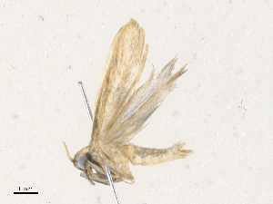  ( - CBG-A34316-E05)  @11 [ ] CreativeCommons - Attribution Share - Alike (2024) CBG Photography Group Centre for Biodiversity Genomics