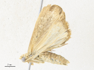  (Herminodes Malaise8545 - CBG-A34357-B06)  @11 [ ] CreativeCommons - Attribution Share - Alike (2024) CBG Photography Group Centre for Biodiversity Genomics