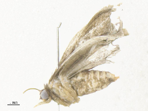  ( - CBG-A34358-A08)  @11 [ ] CreativeCommons - Attribution Share - Alike (2024) CBG Photography Group Centre for Biodiversity Genomics