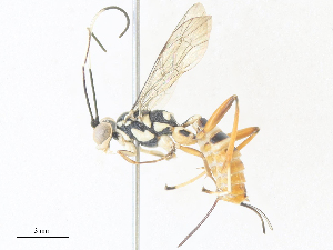  ( - CBG-A34358-C11)  @11 [ ] CreativeCommons - Attribution Share - Alike (2024) CBG Photography Group Centre for Biodiversity Genomics