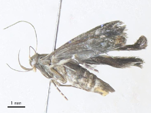  ( - CBG-A34358-F10)  @11 [ ] CreativeCommons - Attribution Share - Alike (2024) CBG Photography Group Centre for Biodiversity Genomics